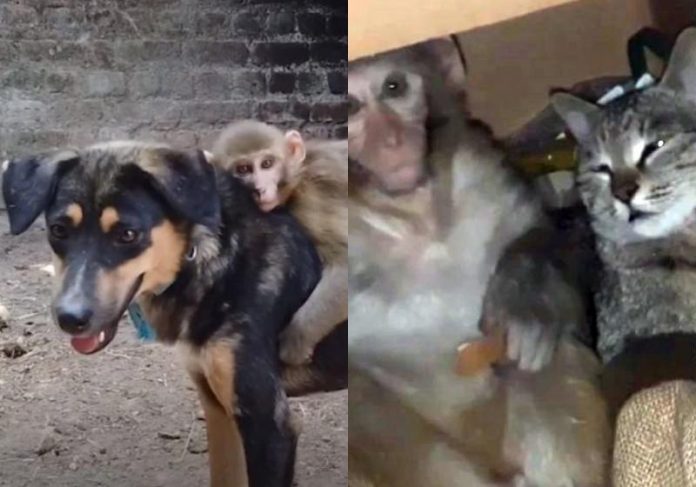 Filhote de macaco adota cão como pai e faz amizade com gato [vídeo]