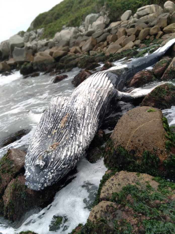 #Pracegover foto: na imagem há uma baleia, pedras e o mar