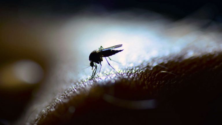 Estados Unidos capturam mosquitos infectados com vírus raro e perigoso