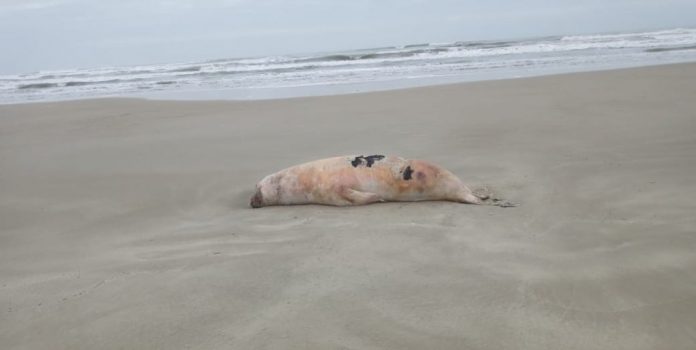 #Pracegover foto: na imagem há um lobo-marinho, areia e mar