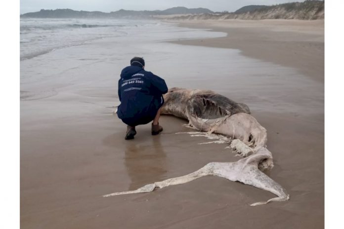 #Pracegover foto: na imagem há uma baleia, um homem , areia e o mar