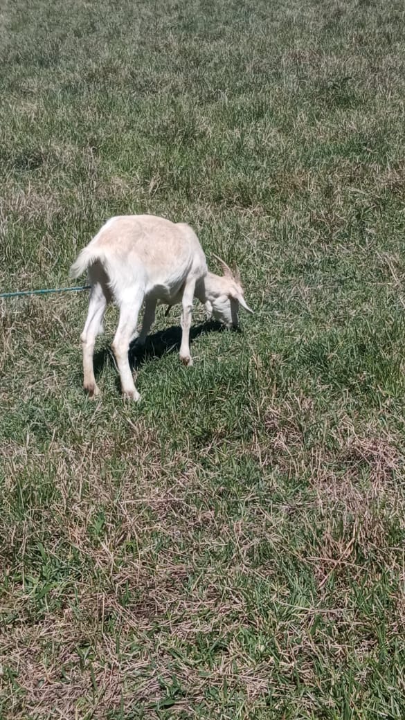 #Pracegover foto: na imagem há uma cabra