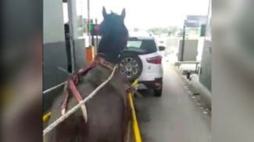 Vídeo: Carroça puxada por cavalo fura pedágio na BR-101, em Laguna