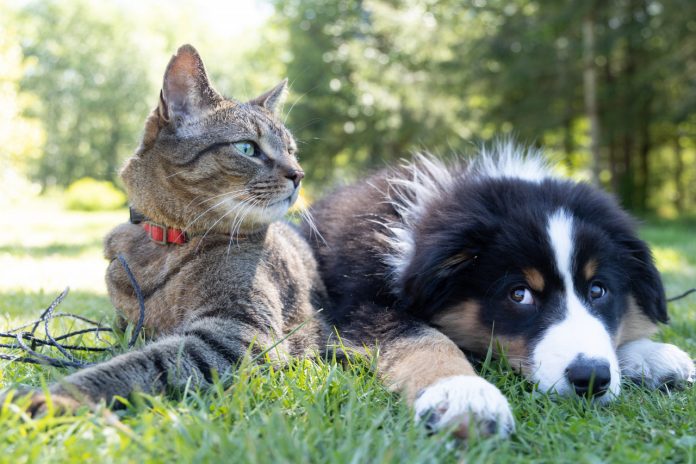 #Pracegover foto: na imagem há um cão e um gato, gramado e árvores