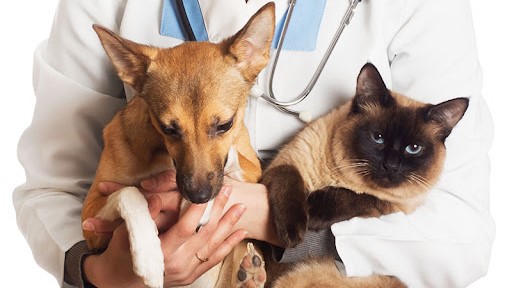 #Pracegover Na foto, médico segurando um gato e um cachorro