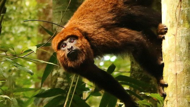 Febre amarela: confirmada morte de macaco pela doença em Pedras Grandes