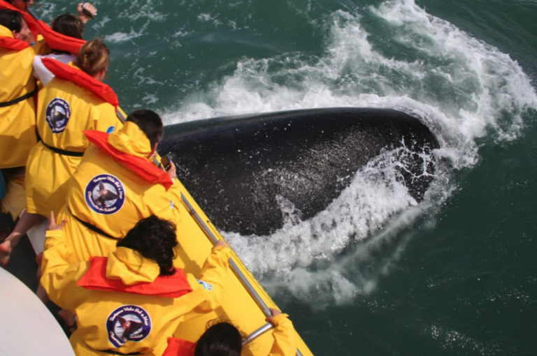 Turismo embarcado para a observação de baleias Franca pode voltar a ocorrer em Imbituba