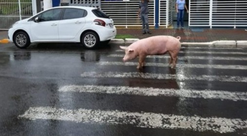 Porco passeia por cidade em SC e viraliza na internet