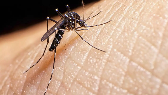 Dengue: En dos días, el número de brotes sube a ocho en São Ludjiro