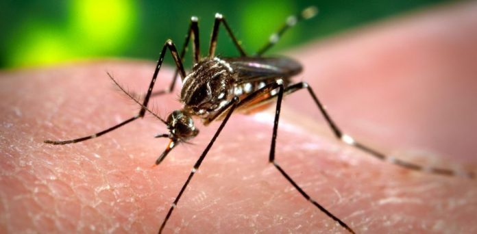 #PraCegoVer Na foto, o mosquito Aedes aegypti