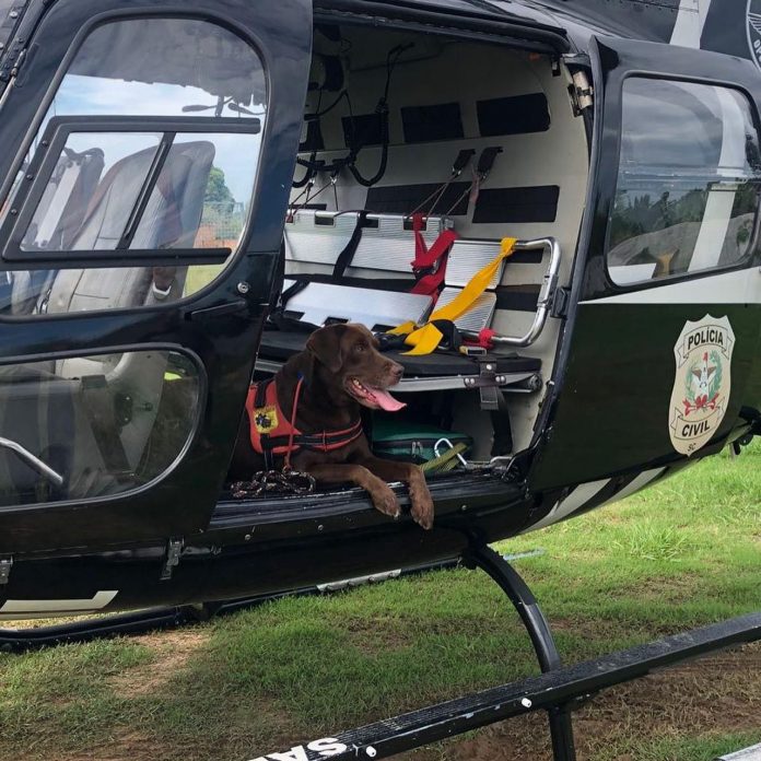 #PraCegoVer Na foto, uma cachorra dentro de um helicóptero
