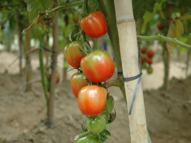 #Pracegover Foto: na imagem há tomates