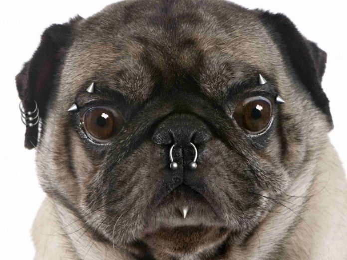 #PraCegoVer Na foto, um cachorrinho com vários piercings