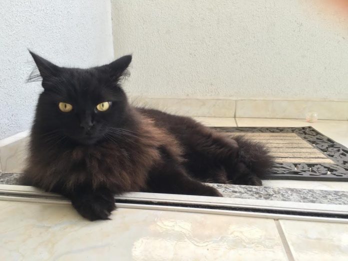 #PraCegoVer Na foto, um gato preto