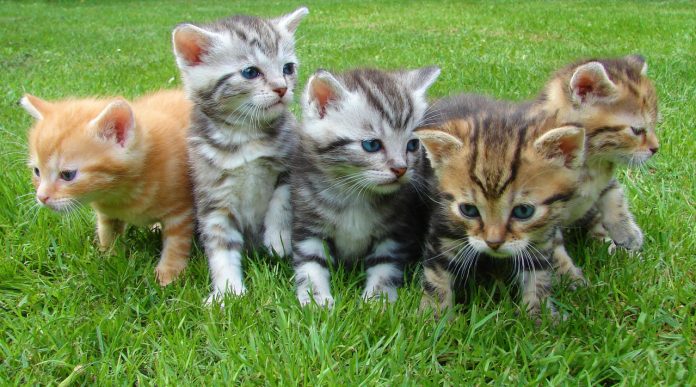 #Pracegover Foto: na imagem há cinco gatos e um gramado