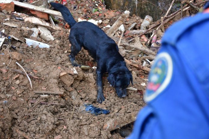 #ParaTodosVerem Na foto, o cão Bravo, de Blumenau. Ele é um cachorro preto, especializado em busca e resgate, e atuará na operação organizada para encontrar pessoas desaparecidas no Estado do Pernambuco, que é castigado pelas chuvas há uma semana