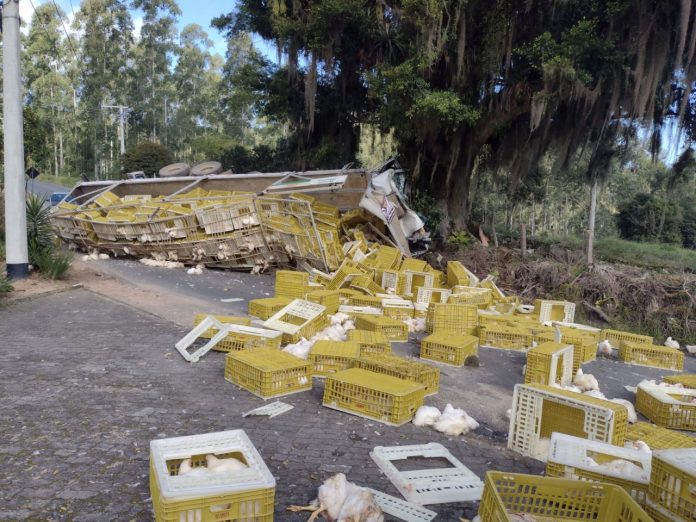 #ParaTodosVerem Na foto, um caminhão carregado de frangos vivos que colidiu contra um árvore. Os animais estava em caixas amarelas, que ficaram espalhadas pela estrada