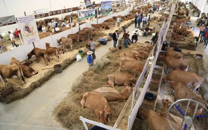 #ParaTodosVerem Na foto, um dos pavilhões de exposição de gado durante a Feagro