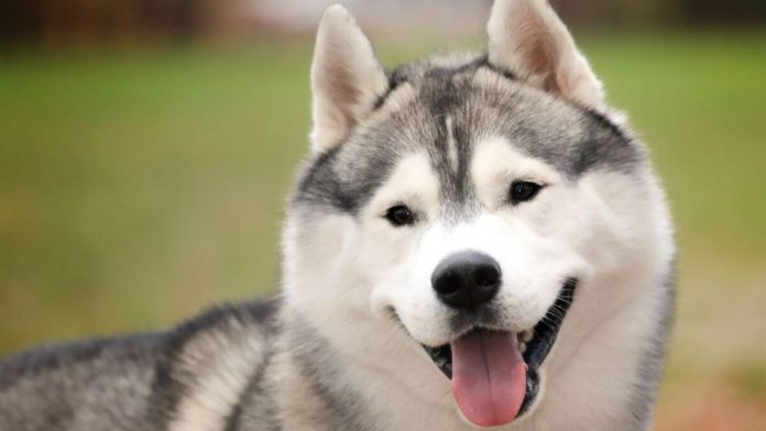 #ParaTodosVerem Na foto, um cachorro da raça husky siberiano. O cão é branco, com detalhes em cinza e preto. Na imagem ela aparece com a língua para fora como se estivesse sorrindo