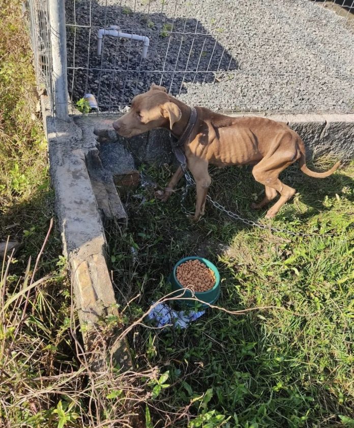 #ParaTodosVerem Na foto, uma cachorra muito magra, amarrada em uma corrente. Voluntários colocaram comida e depois, junto com a Polícia Civil, resgataram o animal