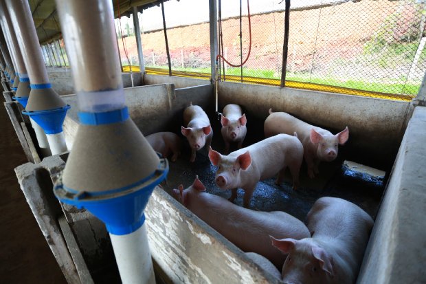 #PraCegoVer Na foto, uma granja de suínos