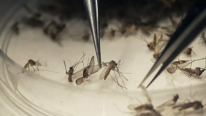 #ParaTodosVerem Na foto, a análise epidemiológica de mosquitos
