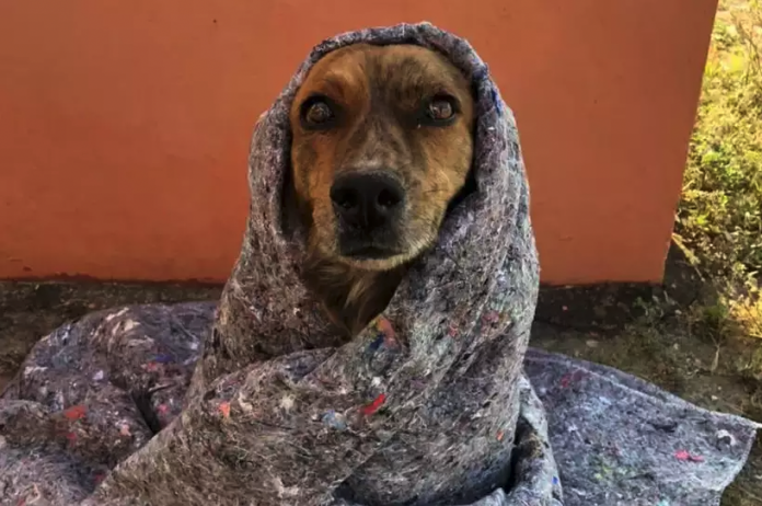 #ParaTodosVerem Na foto, um cachorrinho de rua ‘embrulhado’ em um cobertor