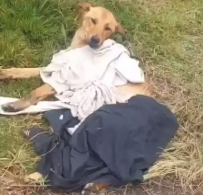 #ParaTodosVerem Na foto, a cachorra Bilu, de pelagem caramelo e porte médio, que morreu após ser atropelada na BR-101, em Biguaçu