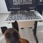 #ParaTodosVerem Na foto, o cão farejador do Canil da PM de Tubarão na frente de uma mesa com a droga encontrada por ele em um condomínio. Atrás, há uma bandeira com o símbolo da Polícia Militar de Santa Catarina