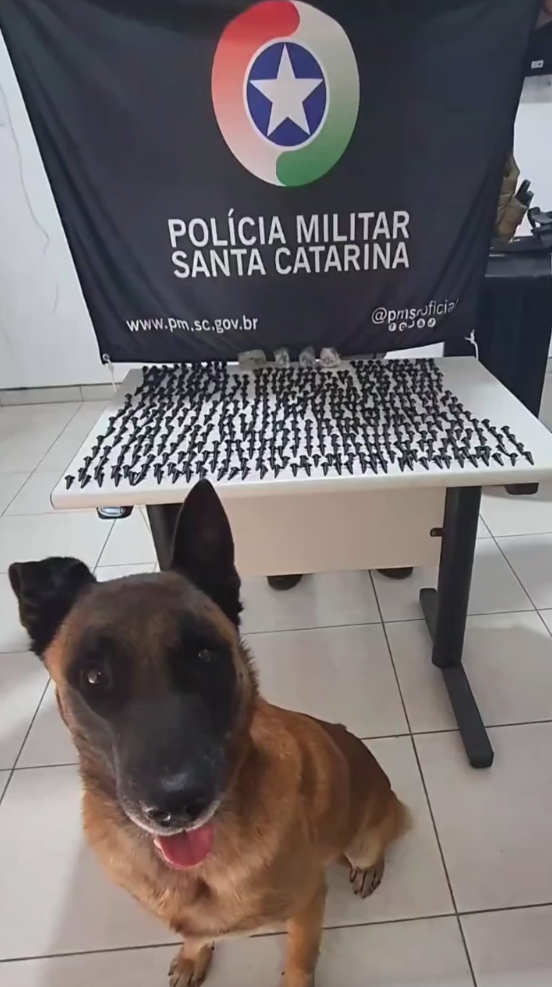 #ParaTodosVerem Na foto, o cão farejador do Canil da PM de Tubarão na frente de uma mesa com a droga encontrada por ele em um condomínio. Atrás, há uma bandeira com o símbolo da Polícia Militar de Santa Catarina