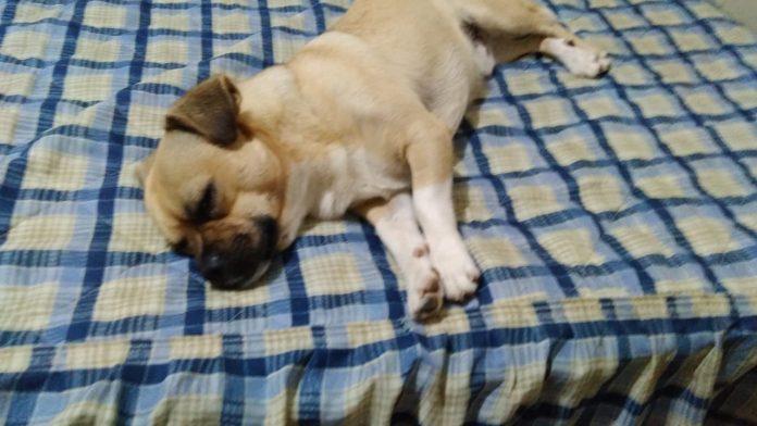 #Pracegover Foto: na imagem há um cão e uma cama