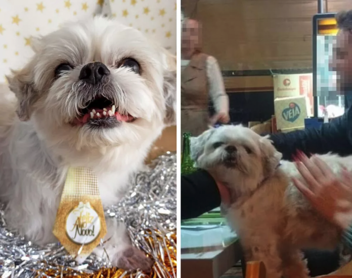 #ParaTodosVerem Na foto, o cachorro nick, de Balneário Camboriú. Na esquerda a foto divulgado no cartaz de desaparecido. Na imagem da direita o cão no bar, onde foi encontrado