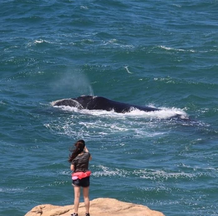 #ParaTodosVerem Na foto, uma garota fotografa uma baleia franca no litoral de Imbituba