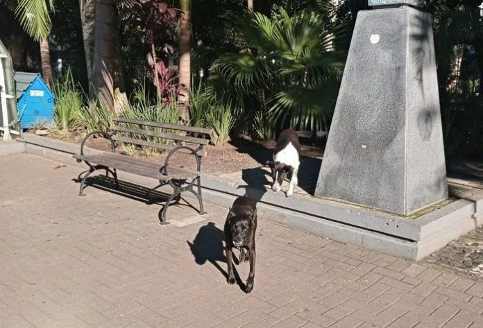 #ParaTodosVerem Na foto, dois dos três cães comunitários que vivem na Praça Nereu Ramos, em Criciúma