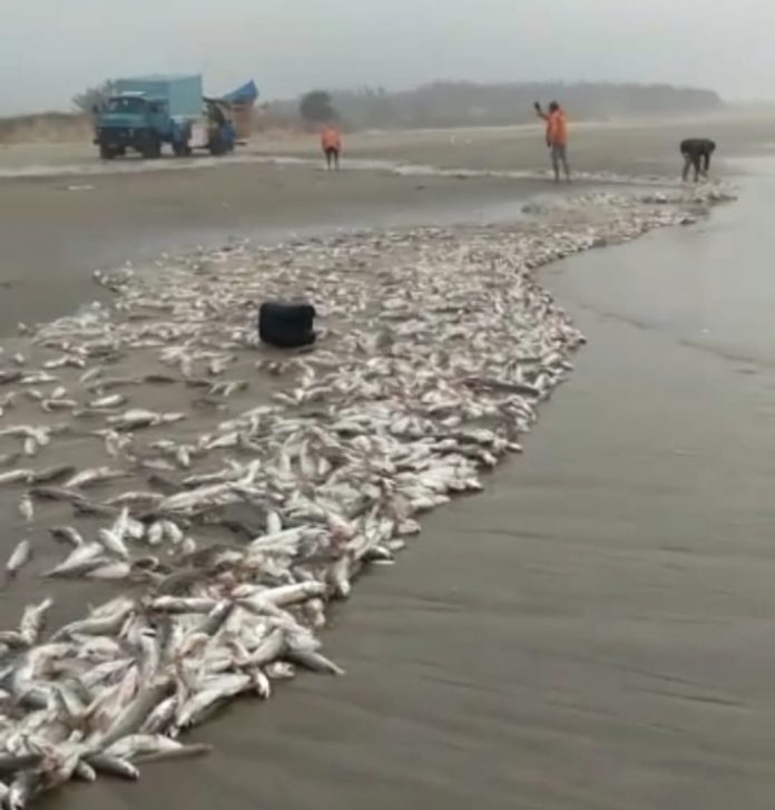 #ParaTodosVerem Na foto, pescadores retiram redes cheias de peixes do mar do Balneário Gaivota