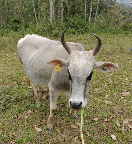 #ParaTodosVerem Na foto, um gado que foi furtado e recuperado após investigação policial