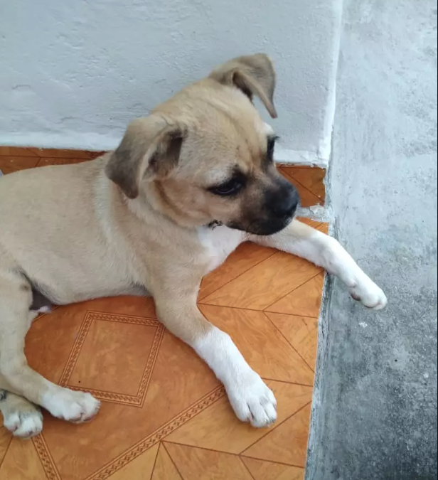 #ParaTodosVerem Na foto, um cachorro deitado em um piso de azulejo marrom