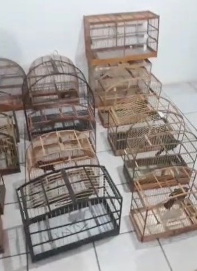 40 pássaros silvestres são resgatados na BR-282 em Palhoça