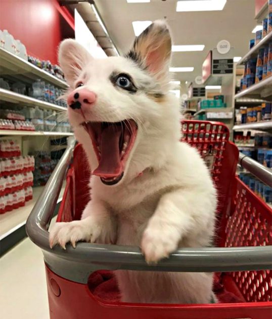 #ParaTodosVerem Na foto, um cachorrinho branco muito feliz por ir ao supermercado!