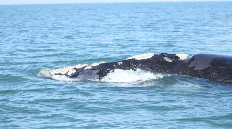 Temporada registra a presença de 52 Baleias Franca em Imbituba