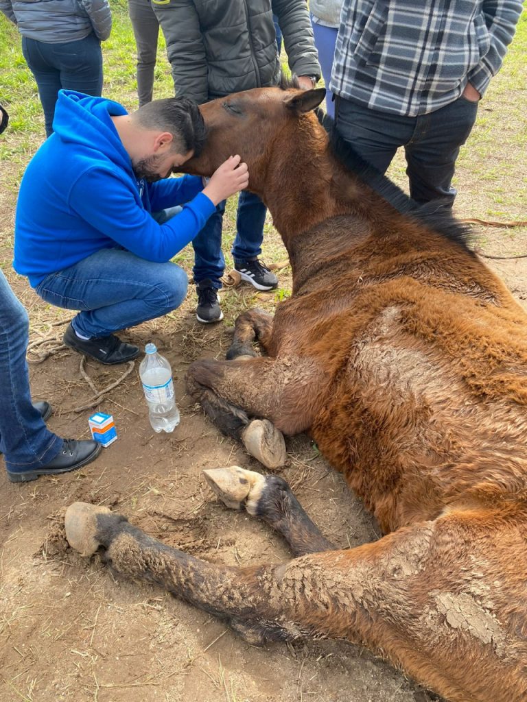 Morre égua “Vitória” resgatada em situação de maus-tratos em Imbituba