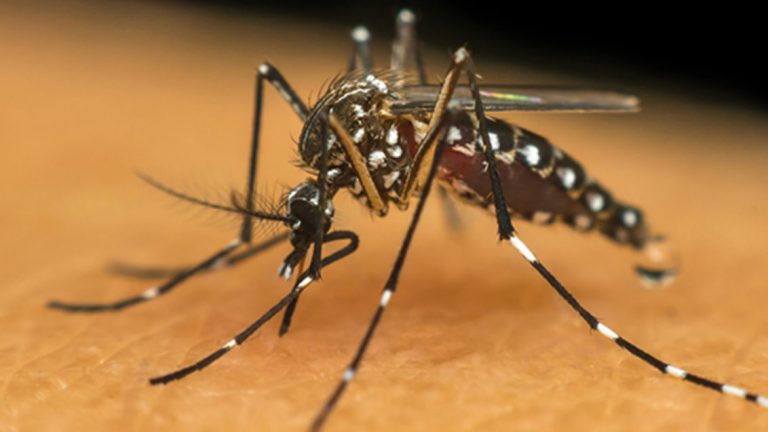 Número de focos do mosquito da Dengue permanece estável em Tubarão