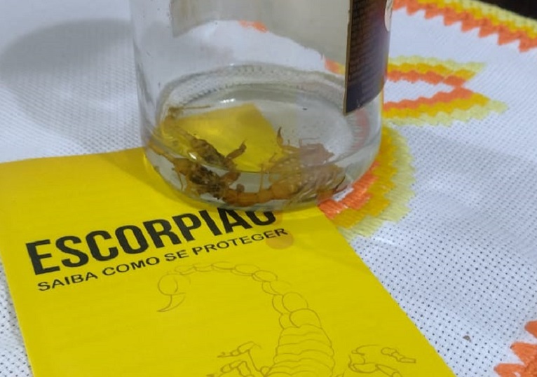 Escorpiões amarelos são encontrados em residências