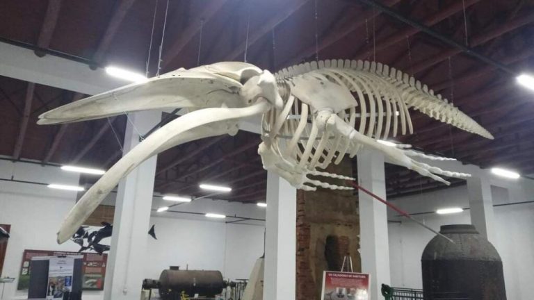 Museu Nacional da Baleia Franca, em Imbituba, apresenta esqueleto completo de Baleia Jubarte