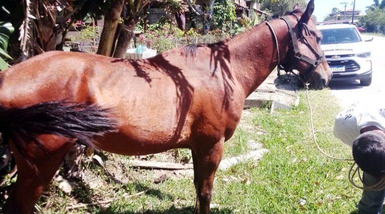 Cavalo é recolhido das ruas em Laguna