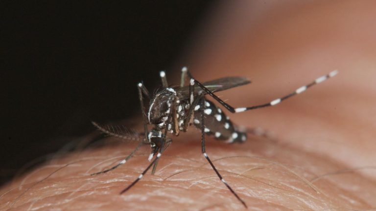 Governo catarinense libera R$ 10 milhões aos municípios para combate ao mosquito da dengue