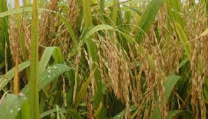 Imagem apresenta pendões de arroz, já quase maduros. Anualmente a produção de arroz vem experimentando crescimento.