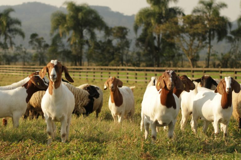 Foto mostra lote de caprinos, em campo do IFC de Santa Rosa do Sul.