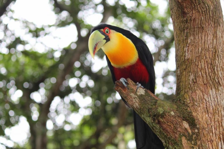 Parque Ecológico de Maracajá é uma das opções de lazer para este Verão