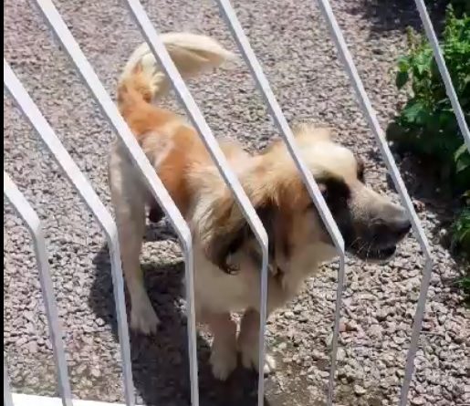 Funat fiscaliza situação de cão que estava preso com corrente curta